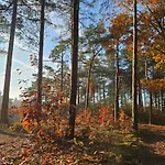 Bij Ons In Het Bos