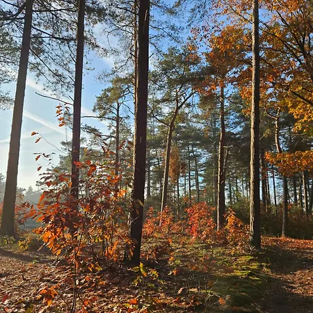 Bij Ons In Het Bos
