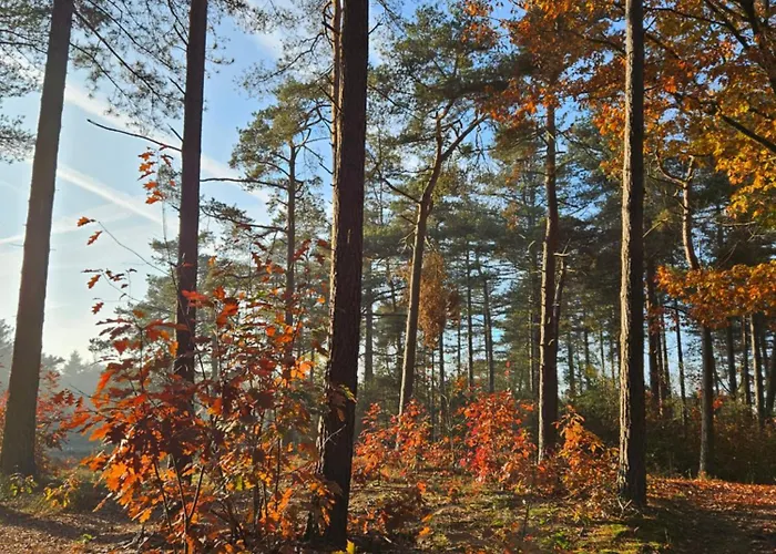 Bij Ons In Het Bos