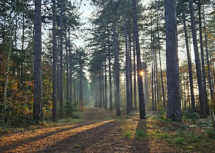 Bij Ons In Het Bos Bed and Breakfast 4*