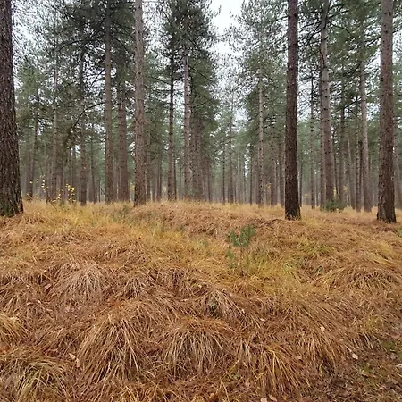 Couette-café Bij Ons In Het Bos 4*