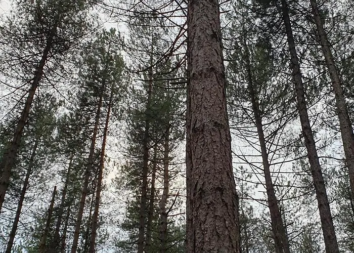 Bij Ons In Het Bos Bed & Breakfast 4*