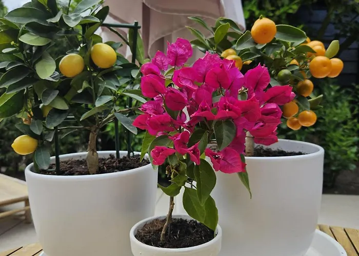 Bed & Breakfast Bij Ons In Het Bos